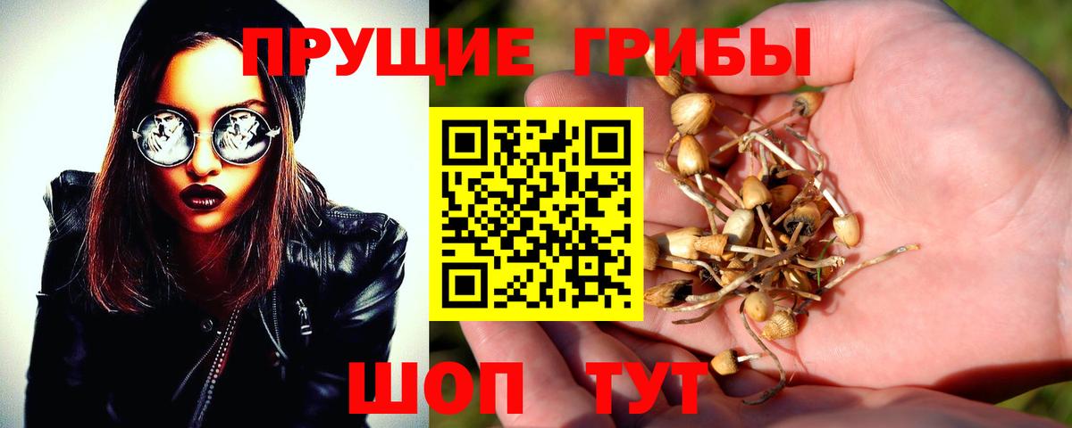 Галлюциногенные грибы Psilocybe  Вход с VPN  Петрозаводск  Галлюциногенные грибы GOLDEN TEACHER 
